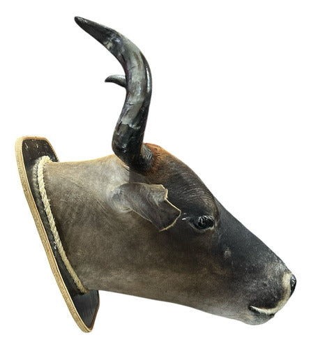 Decoração De Parede Cabeça De Boi Nelore Empalhada