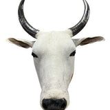 Decoração De Parede Cabeça De Boi Nelore Empalhada Country