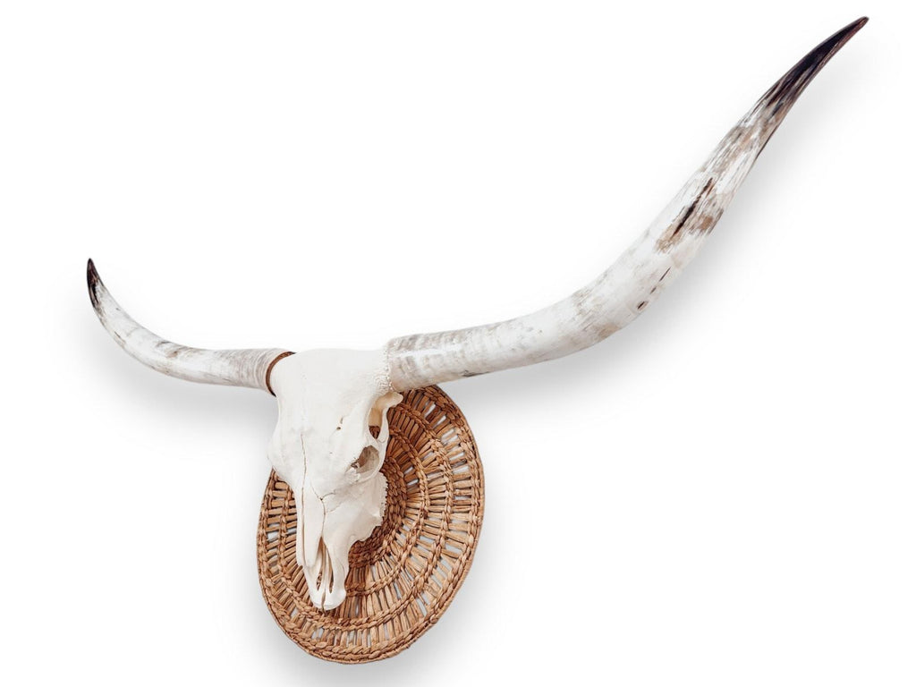 Crânio Real de Touro - Chifre LongHorn